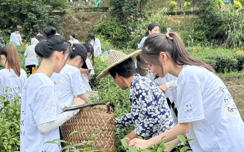 閩衛(wèi)院學(xué)子三下鄉(xiāng)：體驗古法制茶技術(shù)，品味“下黨的味道”