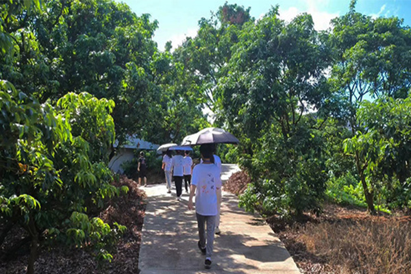 “心跡之旅”社會(huì)實(shí)踐隊(duì)在茂名高州根子鎮(zhèn)開展荔枝文化