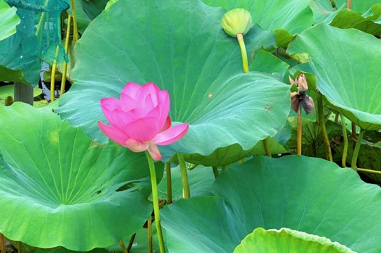 山東大學(xué)（威海）關(guān)情調(diào)研團(tuán)赴微山湖實地調(diào)研