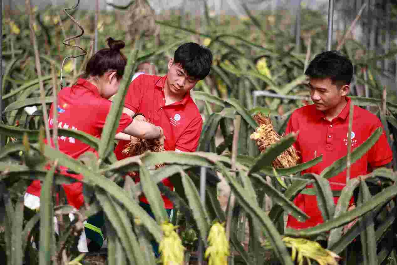 助農(nóng)“青”力為，許愿果豐收