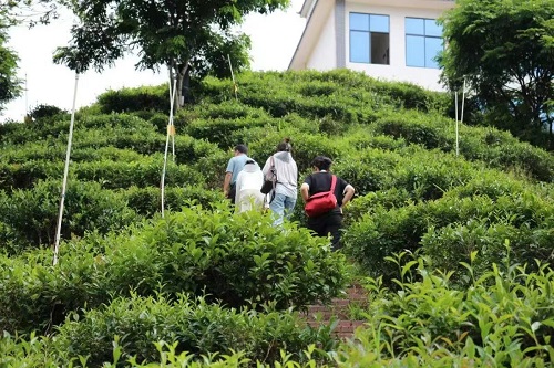 湘大學(xué)子：凝聚助農(nóng)力量，踐行擔當精神