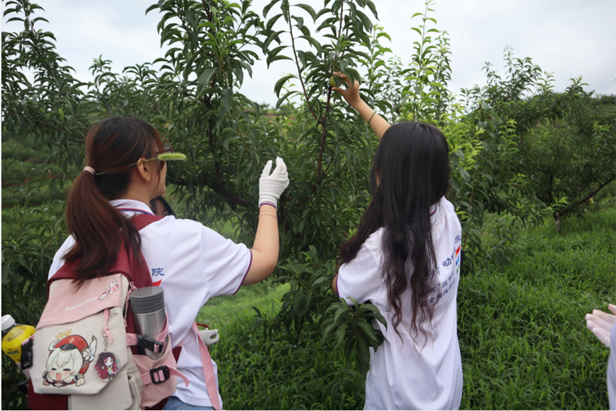西南大學(xué)學(xué)子三下鄉(xiāng)：厚植愛農(nóng)情懷，勇?lián)鷷r代責(zé)任