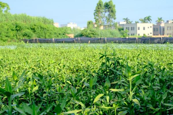 緊跟時(shí)代步伐，賡續(xù)綠竹未來(lái)